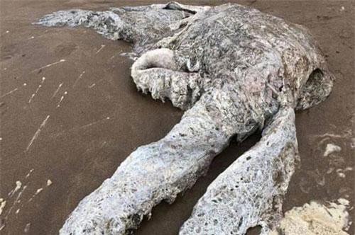 'Quái vật' khổng lồ trôi dạt lên bãi biển, dân làng hoảng loạn tháo chạy