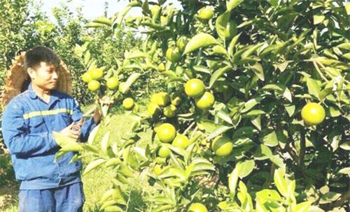 Quảng Ninh: Tạo việc làm cho người dân với HTX nông nghiệp