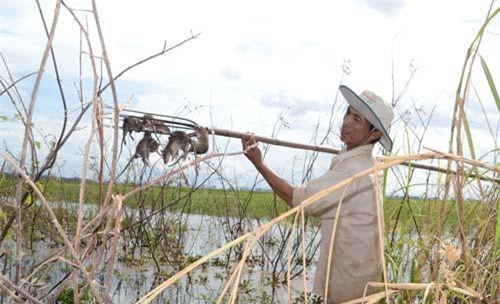 Săn rắn và chuột đồng mùa lũ: 'Bí kíp tay không bắt giặc' ở An Giang