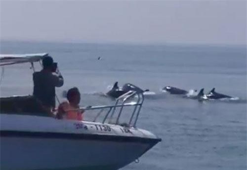 Sửng sốt đàn cá heo trăm con xuất hiện trên biển Hội An