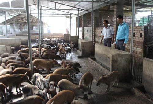 Thanh Hóa: Nuôi la liệt ba ba, rùa câm, lợn rừng, bán trầy trật, giá rớt thảm