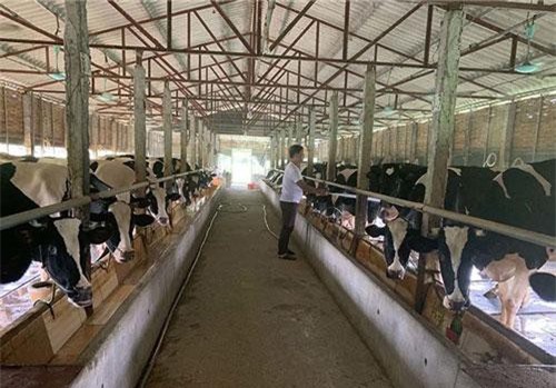 Vĩnh Phúc: Làng 'vàng trắng' tỷ phú ven sông Hồng, 1 năm chia nhau 400 tỷ