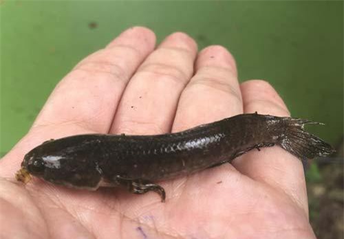 An Giang: Kỳ công thuần hóa loài cá chành dục kỳ lạ Thiên Cấm Sơn