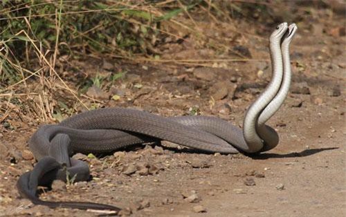 Ảnh hiếm rắn mamba đen nhảy vũ điệu giao phối lãng mạn