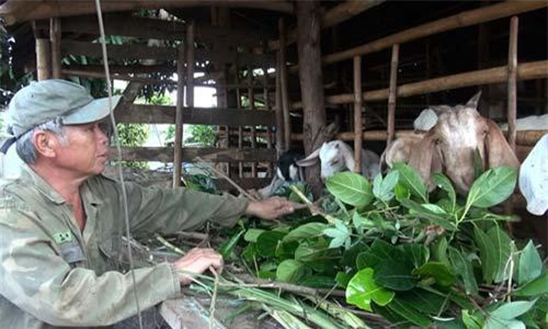 Bà Rịa - Vũng Tàu: Trồng mít kết hợp nuôi dê, cả 2 cho thu nhập cao