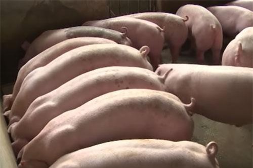 Bắc Giang: 'Vua lợn' thu 10 tỷ/năm nhờ bí quyết đặc biệt