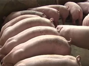 Bắc Giang: 'Vua lợn' thu 10 tỷ/năm nhờ bí quyết đặc biệt