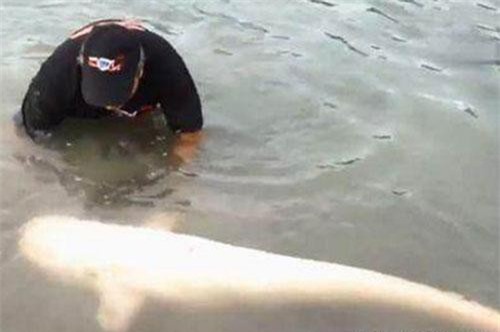 Bắt được cá thành tinh 'khủng', cần thủ suýt gặp họa vì điều này