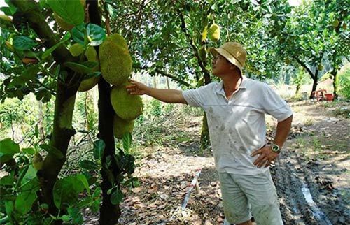 Bình Dương: Trồng mít lá bàng, cứ 1 cây cho ra 80-120 trái/năm