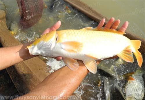 Bình Thuận: Phát triển kinh tế nhờ nuôi cá nước ngọt