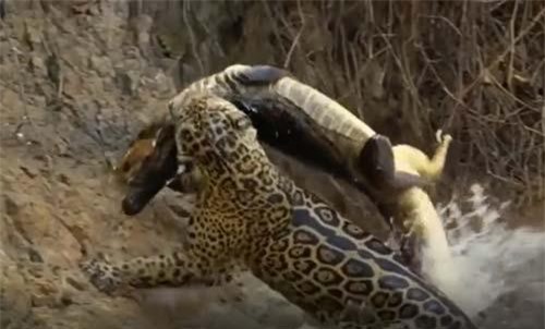 CLIP: Báo đốm lao xuống sông đoạt mạng cá sấu