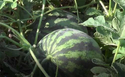 CLIP: Thu lãi lớn nhờ trồng dưa hấu trên đất trồng lúa ở Sóc Trăng