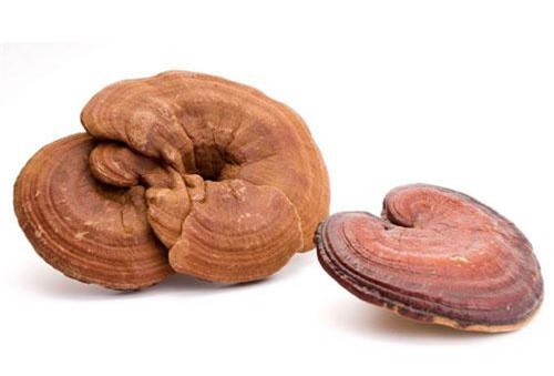 Cách ngâm rượu nấm linh chi giúp giải độc gan, tăng cường sinh lực