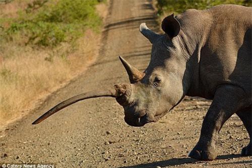 Cận cảnh tê giác trắng có sừng mọc ngược kỳ lạ