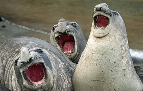 'Chết cười' trước hải cẩu voi hứng chí 'ca hát' ầm ĩ