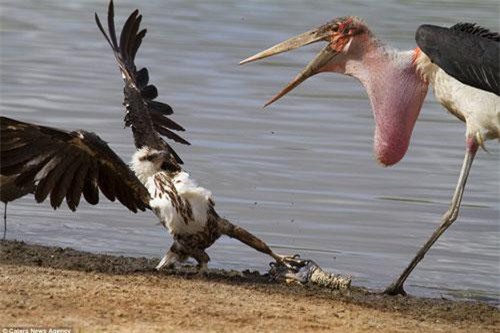 Cò lớn châu Phi quyết chiến nảy lửa cùng đại bàng