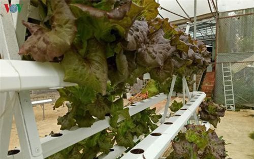 Đà Lạt: Trồng rau thủy canh giúp nông dân 'hái ra tiền'