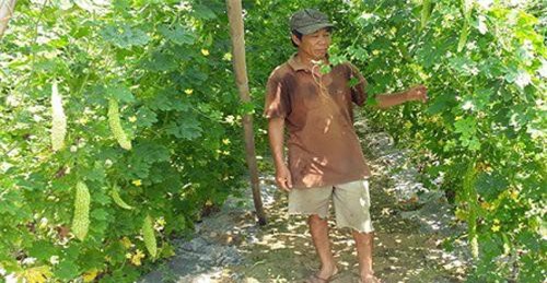 Đà Nẵng: Nhiều nông dân khấm khá nhờ trồng rau sạch