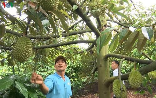 Gia Lai: Trở thành triệu phú nhờ trồng bơ sầu riêng xen trong vườn cà phê