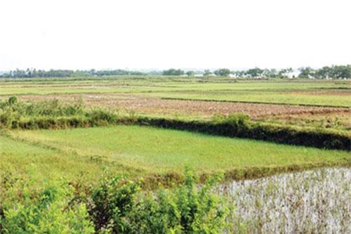 Hà Nội: HTX biến đất bỏ hoang thành 'ruộng mật'