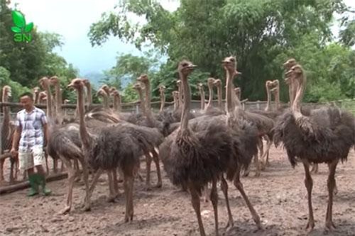 Hà Nội: 'Tay trắng' trở thành tỷ phú nhờ nuôi loài chim không biết bay