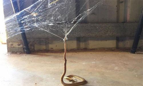 Hãi hùng kịch chiến giữa rắn và nhện độc