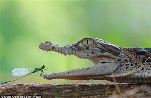 Kịch tính chuồn chuồn kim thám hiểm hàm cá sấu
