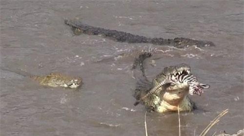 Kinh hoàng cá sấu xé xác ngựa vằn ngay trên sông