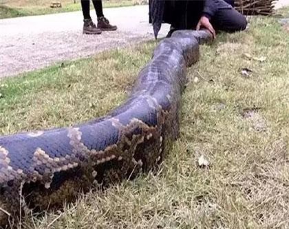 Lại phát hiện trăn khổng lồ thành tinh 100 tuổi