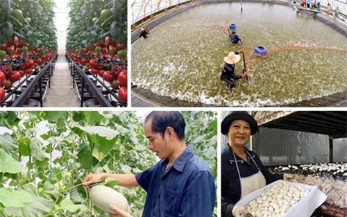 Những mô hình công nghệ cao hô biến nông dân thành triệu phú