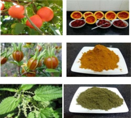 Nữ sinh lớp 9 dùng cây cỏ thiên nhiên 'nhuộm màu' rực rỡ cho thực phẩm