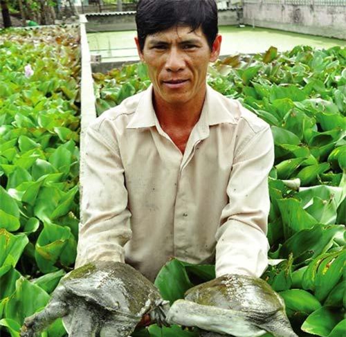 Nuôi la liệt, lổm ngổm ba ba dưới ao bèo mà thành 'vua' ở đất Mũi