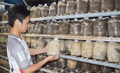 Quảng Nam: 9X khởi nghiệp bằng HTX trồng nấm