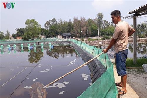 Quảng Nam: Nuôi tôm thẻ chân trắng thu lãi hàng trăm triệu đồng mỗi vụ