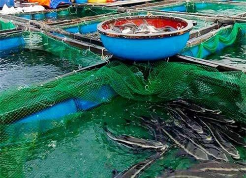 Quảng Ngãi: Hỗ trợ nuôi trồng thủy sản trên đảo Lý Sơn