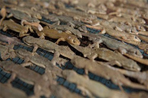 'Rợn tóc gáy' với đặc sản thằn lằn khô ở Indonesia