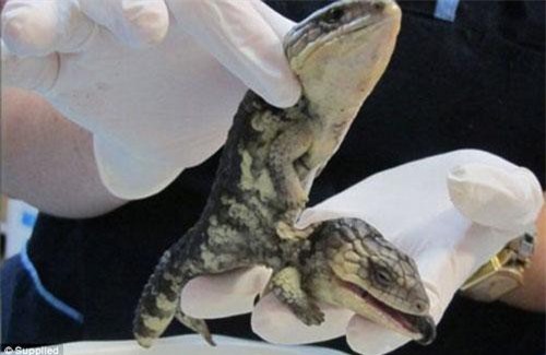 Xót xa thằn lằn hai đầu bị mẹ bỏ rơi vì dị dạng