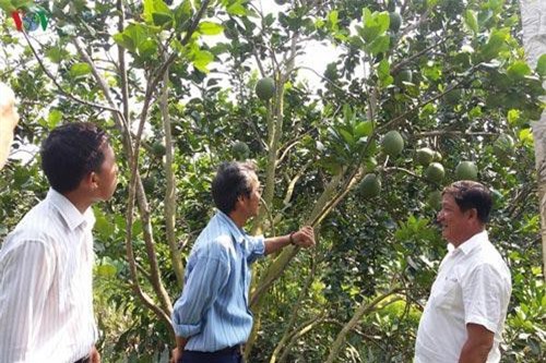 3% nông dân sản xuất giỏi ở Bến Tre có thu nhập trên 1 tỷ đồng/năm