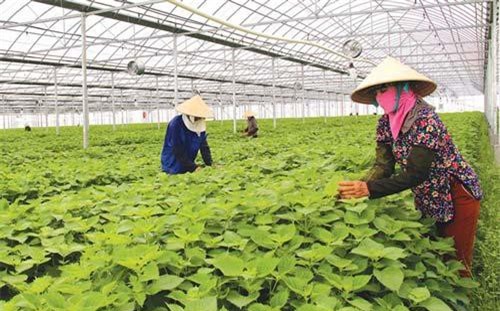 Bắc Ninh: Phát triển nông nghiệp công nghệ cao