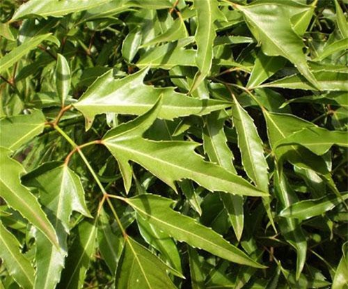 Bạn đã sử dụng đinh lăng đúng cách hay chưa?