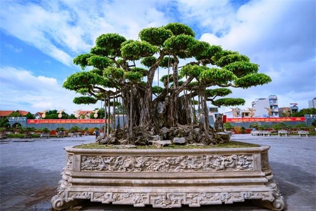 Bi hài câu chuyện vận chuyển 'siêu cây' có giá hơn 400 tỉ và nặng 50 tấn