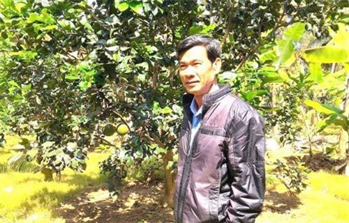 Bình Định: Bưởi Hoài Ân và trà Gò Loi được đề nghị công nhận sản phẩm OCOP