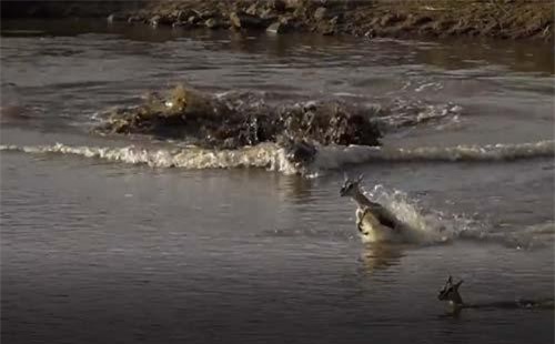 CLIP: Cá sấu tàn sát đàn linh dương vượt sông