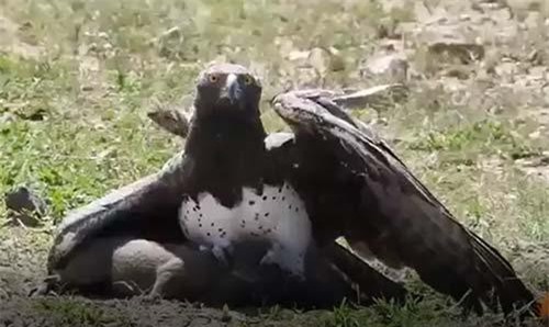 CLIP: &#x110;&#x1EA1;i b&#xE0;ng Martial &#x111;o&#x1EA1;t m&#x1EA1;ng l&#x1EE3;n l&#xF2;i