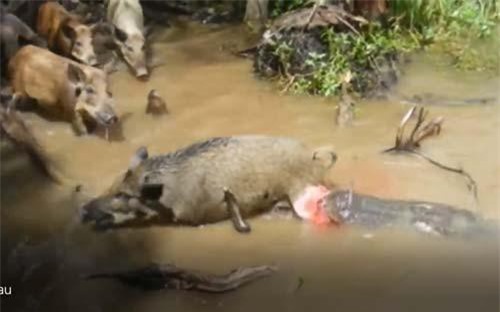 CLIP: Du khách giúp cá sấu đoạt mạng lợn rừng