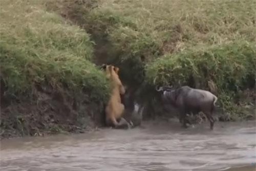 CLIP: Khi sư tử bị động vật ăn cỏ 'truy sát'