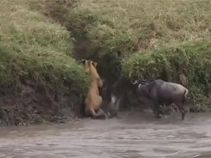 CLIP: Khi sư tử bị động vật ăn cỏ 'truy sát'