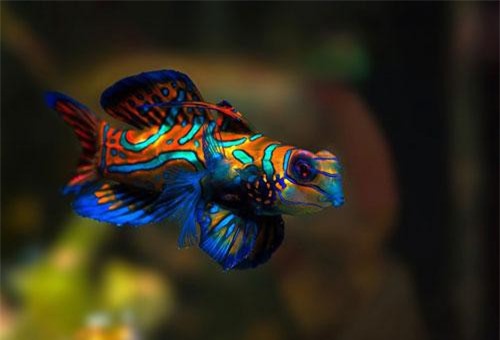 CLIP: Top 10 loài động vật đẹp nhất thế giới