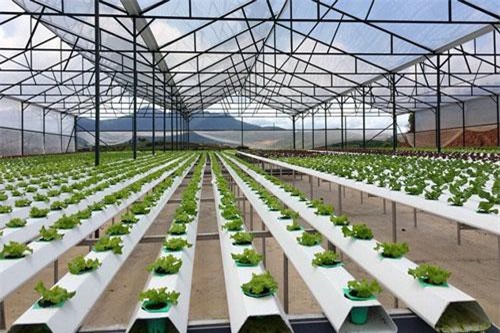 Đà Nẵng chi 11 tỷ đồng đầu tư xây dựng mô hình sản xuất nông nghiệp công nghệ cao