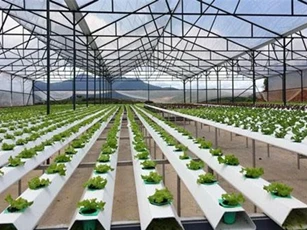 Đà Nẵng chi 11 tỷ đồng đầu tư xây dựng mô hình sản xuất nông nghiệp công nghệ cao